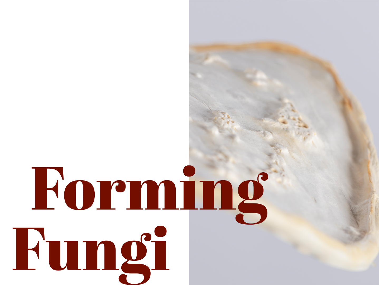 Forming Fungi