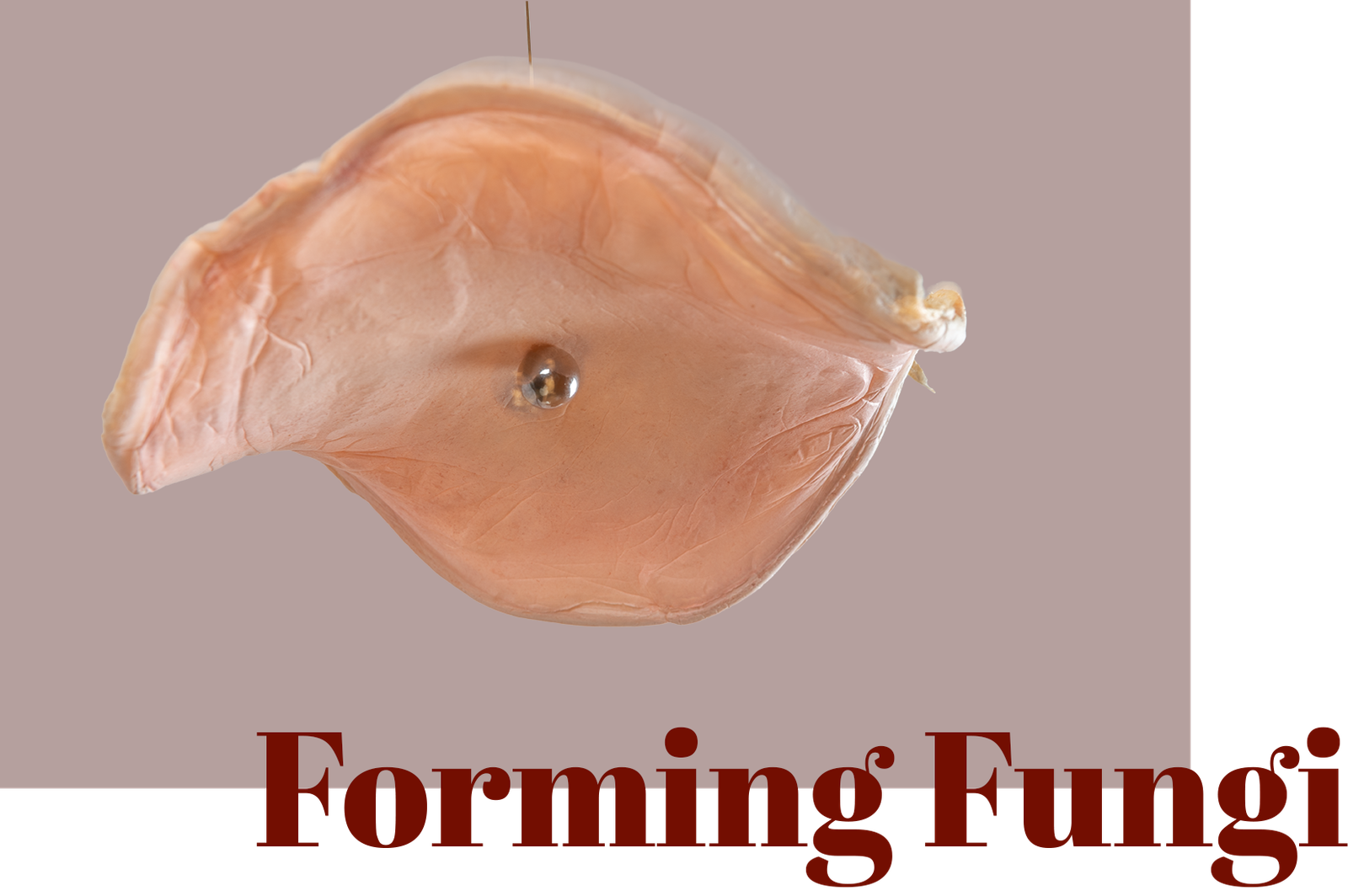 fungi cover